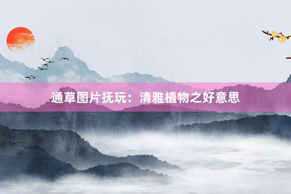 通草图片抚玩：清雅植物之好意思